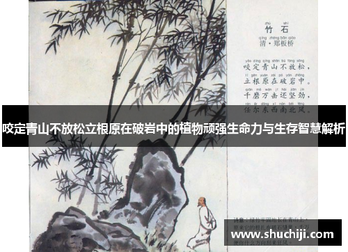 咬定青山不放松立根原在破岩中的植物顽强生命力与生存智慧解析